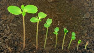 תעלולים יפהפיים: מבט דארוויני על פרחים