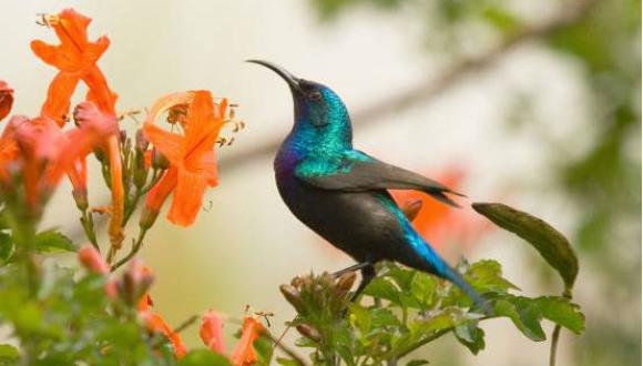 משבר המגוון הביולוגי וציפורים משבר המגוון הביולוגי וציפורים